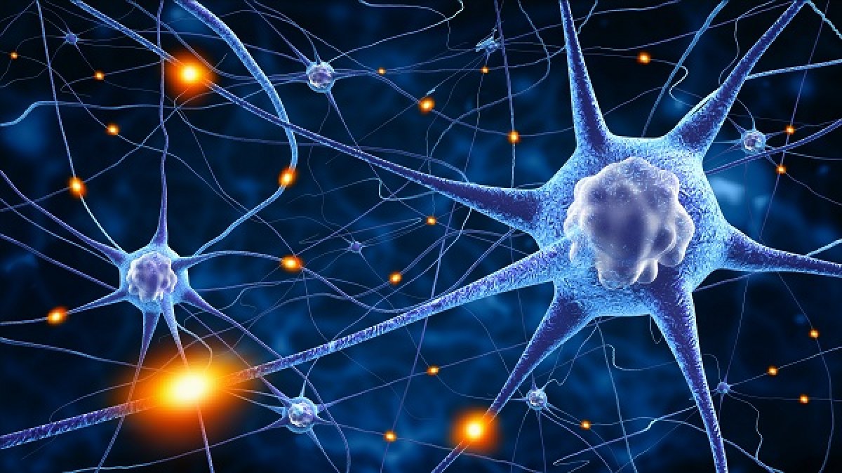 Rhenovia consolide sa technologie de simulation de pathologie du système nerveux